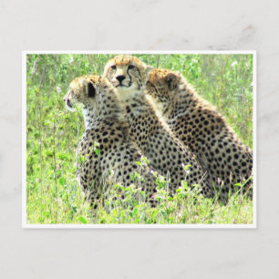 cheetah-familie briefkaart