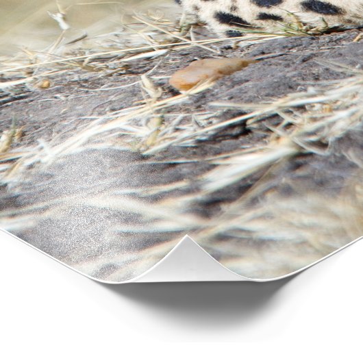 Cheetah Foto Afdruk (Hoek)