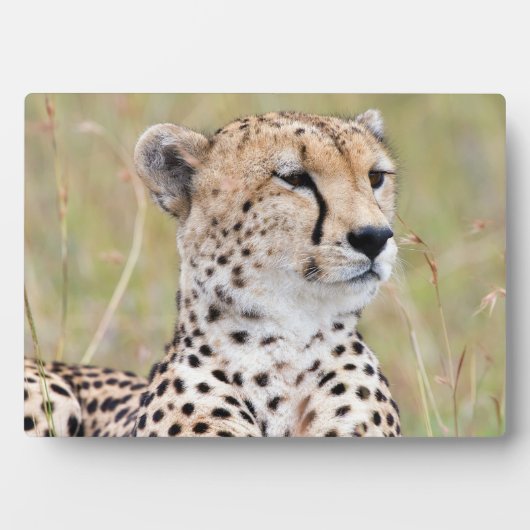 Cheetah Fotoplaat (voorkant)