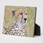 Cheetah Fotoplaat (Zijkant)