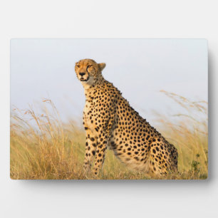 Cheetah Fotoplaat
