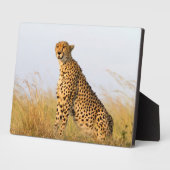 Cheetah Fotoplaat (Zijkant)