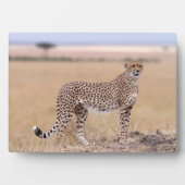 Cheetah Fotoplaat (voorkant)