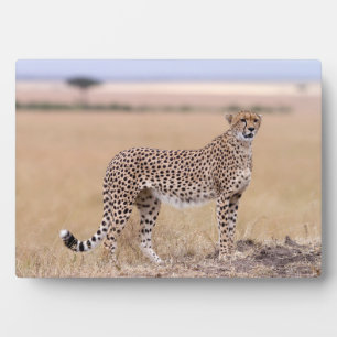 Cheetah Fotoplaat