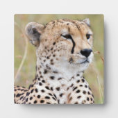 Cheetah Fotoplaat (Voorkant)