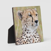 Cheetah Fotoplaat (Voorkant)