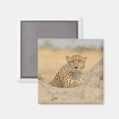 Cheetah Gaze Coaster Magneet (Voorkant / Achterkant)