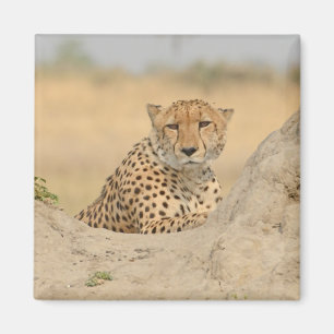 Cheetah Gaze Coaster Magneet