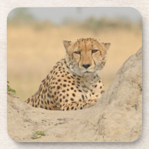 Cheetah Gaze Onderzetter