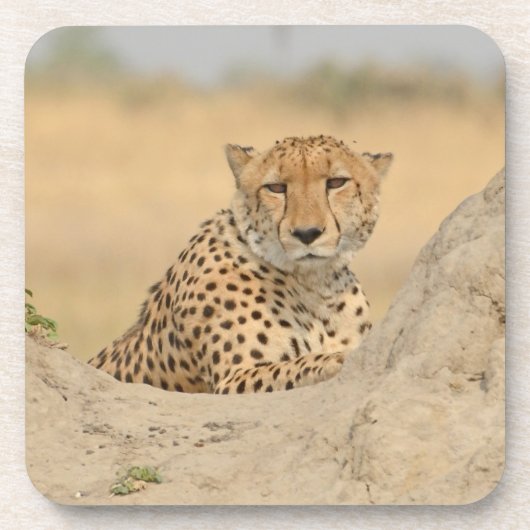 Cheetah Gaze Onderzetter (Voorkant)