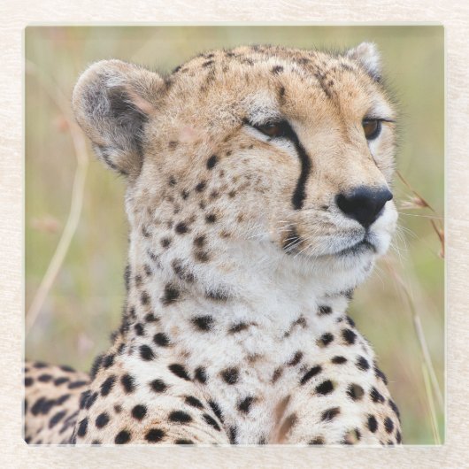 Cheetah Glazen Onderzetter (Voorkant)