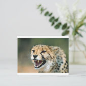 Cheetah Growl Briefkaart (Staand voorkant)