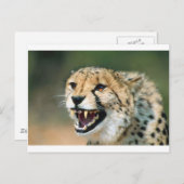Cheetah Growl Briefkaart (Voorkant / Achterkant)