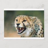 Cheetah Growl Briefkaart (Voorkant)