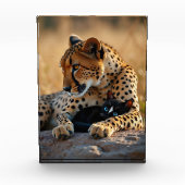 Cheetah Guardian, Kitten Heart Fotoblokken (Voorkant)