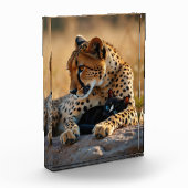 Cheetah Guardian, Kitten Heart Fotoblokken (Links)