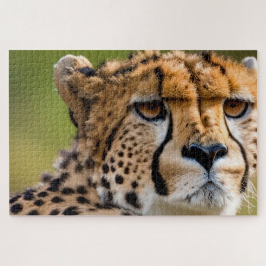 Cheetah Headshot Legpuzzel (Horizontaal)