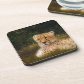 Cheetah herstellen in het centrum voor wilde diere bier onderzetter (Linkerzijde)