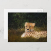 Cheetah herstellen in het centrum voor wilde diere briefkaart (Voorkant / Achterkant)