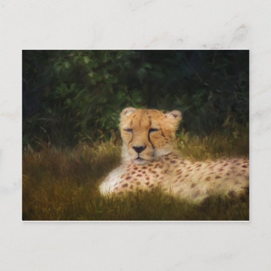 Cheetah herstellen in het centrum voor wilde diere briefkaart (Voorkant)