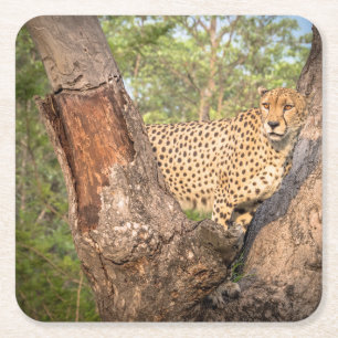 Cheetah in de Onderzetters van de bomen