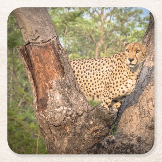 Cheetah in de Onderzetters van de bomen (Voorkant)