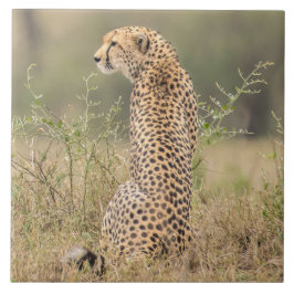 Cheetah in een natuurlijk Afrikaans gebied Tegeltje