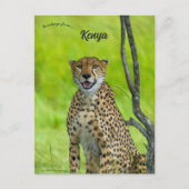 Cheetah in Kenia Briefkaart (Voorkant)