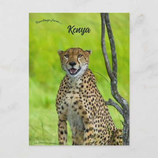 Cheetah in Kenia Briefkaart (Voorkant)