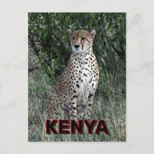 Cheetah in Kenia Briefkaart