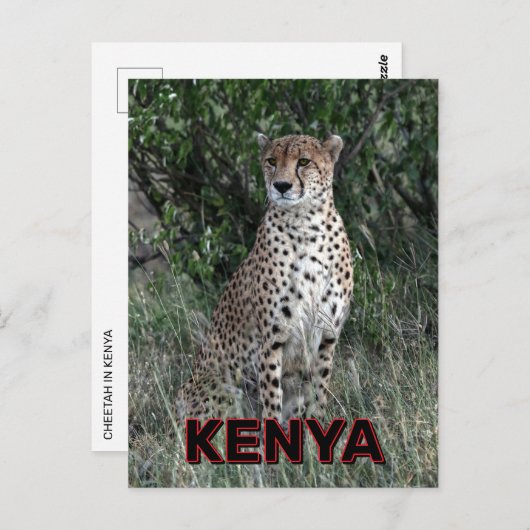 Cheetah in Kenia Briefkaart (Voorkant / Achterkant)
