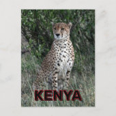 Cheetah in Kenia Briefkaart (Voorkant)