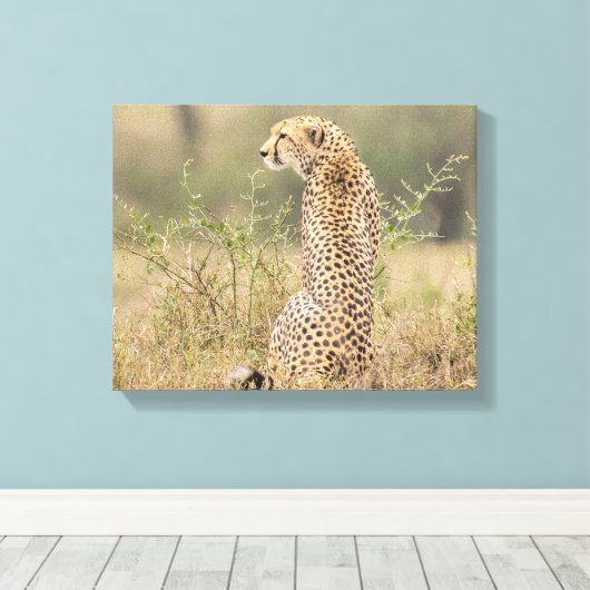 Cheetah in Natuurlijke Plaatsing Verpakt Canvas Afdruk (Insitu (Houten vloer))