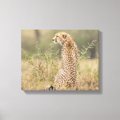 Cheetah in Natuurlijke Plaatsing Verpakt Canvas Afdruk (Voorkant)