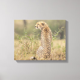 Cheetah in Natuurlijke Plaatsing Verpakt Canvas Afdruk