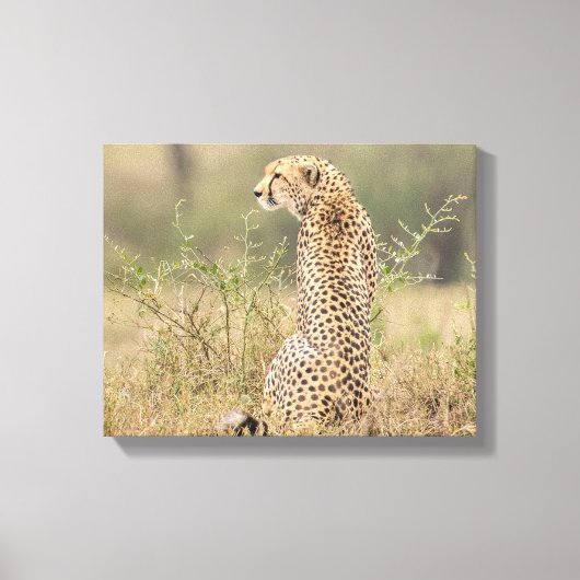 Cheetah in Natuurlijke Plaatsing Verpakt Canvas Afdruk (Voorkant)