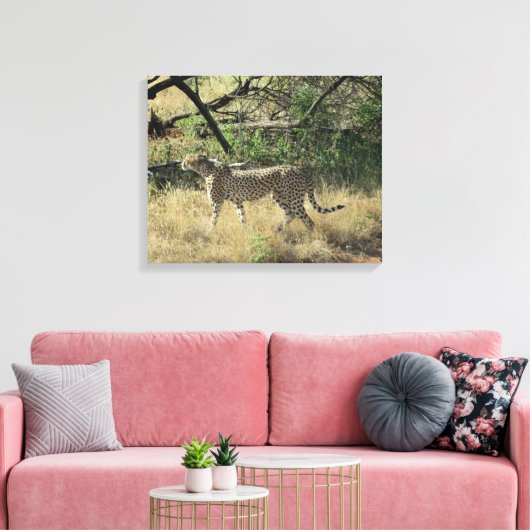 Cheetah in Samburu Canvas Afdruk (Insitu (Woonkamer))