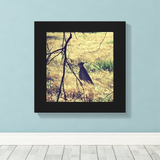 Cheetah in Samburu Canvas Afdruk (Insitu (Houten vloer))