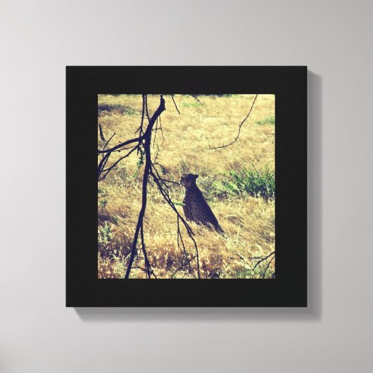 Cheetah in Samburu Canvas Afdruk (Voorkant)