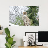Cheetah in sneeuw poster (Thuiskantoor)