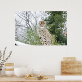 Cheetah in sneeuw poster (Keuken)
