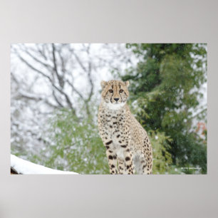 Cheetah in sneeuw poster