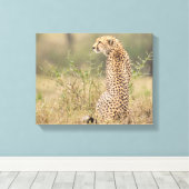 Cheetah in Wild Setting Wrapped Canvas Print (Insitu (Houten vloer))