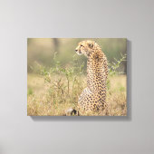 Cheetah in Wild Setting Wrapped Canvas Print (Voorkant)