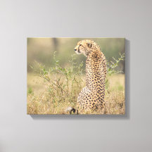 Cheetah in Wild Setting Wrapped Canvas Print