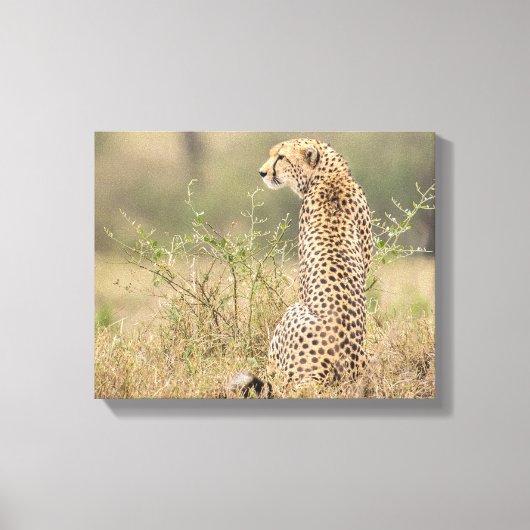 Cheetah in Wild Setting Wrapped Canvas Print (Voorkant)
