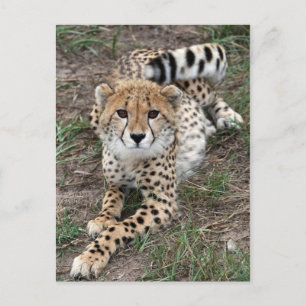 Cheetah Info Card Briefkaart