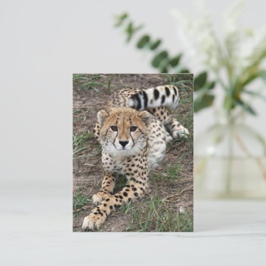 Cheetah Info Card Briefkaart (Staand voorkant)