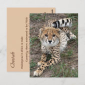 Cheetah Info Card Briefkaart (Voorkant / Achterkant)