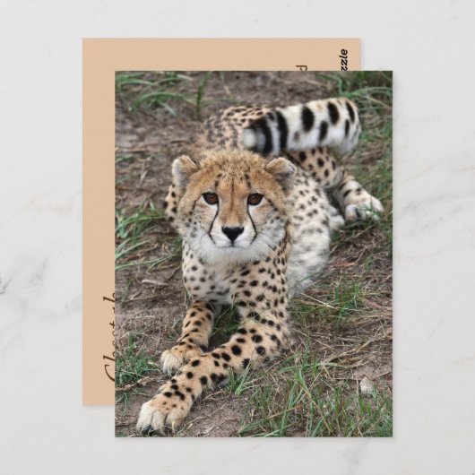 Cheetah Info Card Briefkaart (Voorkant / Achterkant)